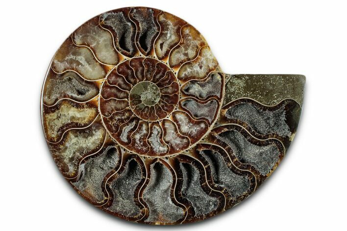 Cut & Polished Ammonite Fossil (Half) - Madagascar #349069